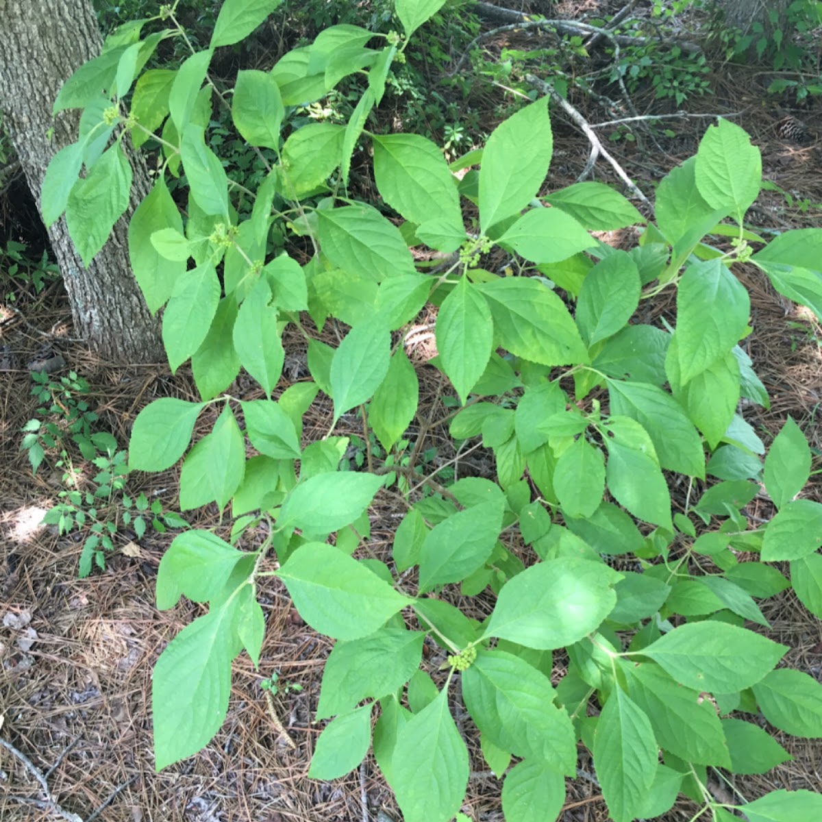 Beautyberry