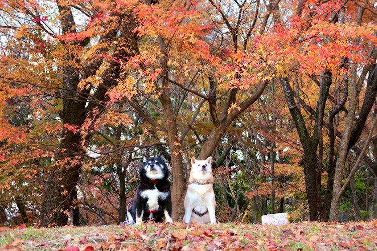 ステップワゴンのコストコ上山店・軽く超えた💸・寒河江ＳＡ・紅葉🍁・紅葉🍁と🐶🐶✨に関するカスタム事例の投稿画像13枚目
