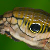 Caterpillar of Hawkmoth