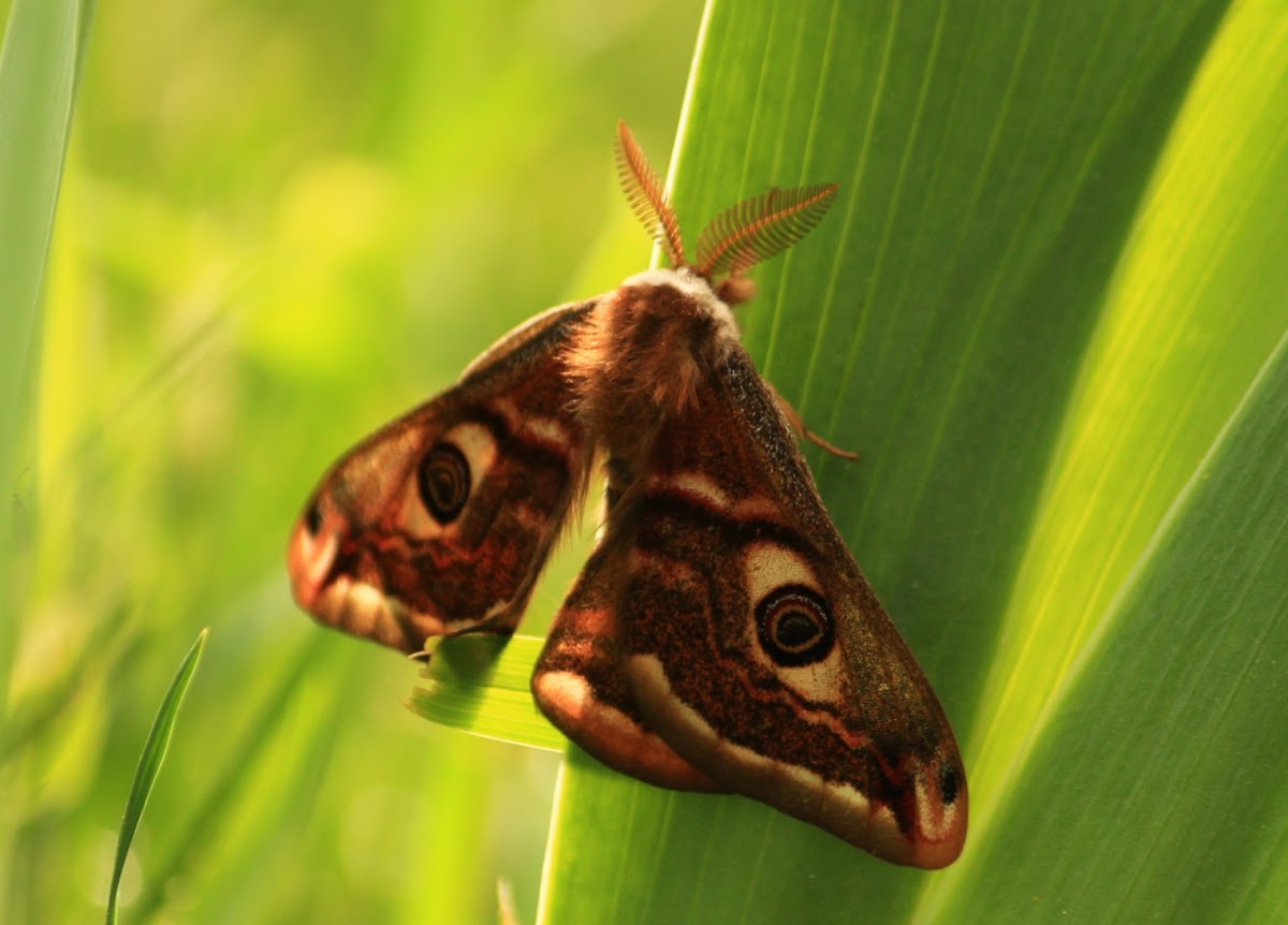 Small Emperor Moth