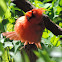 Northern Cardinal