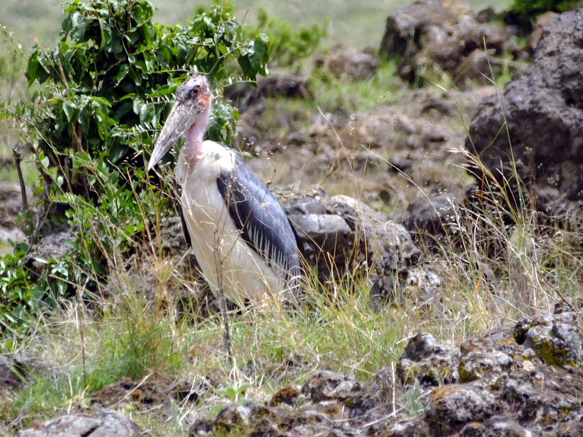 Marabou Stork