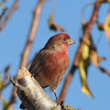 House Finch