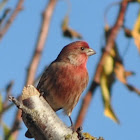 House Finch