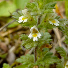 Subalpine Eyebright