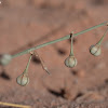 Nodding Asphodel