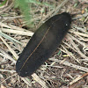 Black Slug