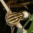 Painted Reed Frog