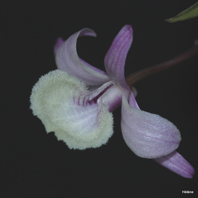 Dendrobium aphyllum J14tUPkPIqEWifiWhgd6APYSmoAYQ8pPDf5XofxLTXuc4vHZJkctaJcHaL1c46ZOfu9zaUy5hflZRiClpj9_y8wtN7ZAwty5FIwO4L1AbUPiMxpRdHVG-x7oo9f5c8zib_l3M28Y21nu3t723CMNY3UfFZzCAMFi6KP7CQ4YCyIw8p89vUtgJ_u6KUHTj3DodvlzOXcuIs9liz7nG7hZobIvG0TgGUy8ygLVc8itLeLSCY_mRwJsnjJxZSssWy6i413OxdMuaBQK-2hQoMVw4RiV_XgEC4SP8wilgW56uGlxUNkXb5RNts8FEzwE61bQtG2hOKPzqiLFCa2hjrnl5stkSwIs4GoXJuhwohSHtPjFVZMvMF9QwdgqXnHtivAhG2xaBSGcxkrHnQrOEzcqnqPS0uuBuNf_NksTq-cgNcEowzGbmLgKLaH4hILZJfRbnNaBuBHFEoKpfPGDn0lSghuBKIZkCApzRMWX6fDGBaPKNgIjTMWDTc0sOXrCNpty--NjgsH0-KftGZxV1mAgJRUDQ5Q9cuvNByCxYMHUIgwbUyS1ZjD93LRjaSZKH_Jsb2bbaA=s645-no