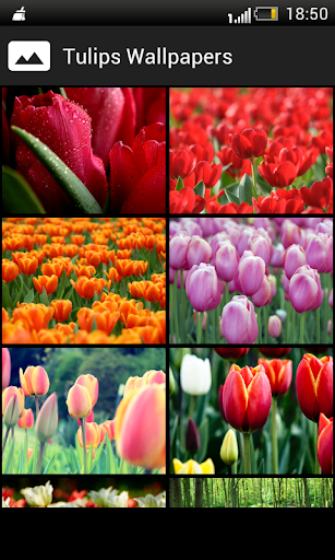 Tulips HD Wallpapers