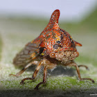 Treehopper