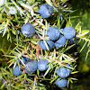 Common juniper