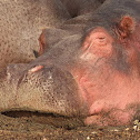 Common hippopotamus