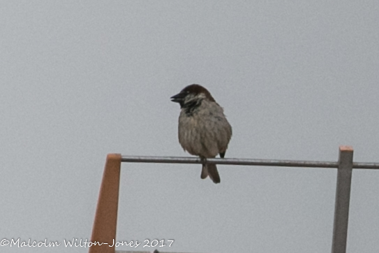 House Sparrow; Gorrión Común