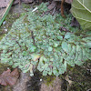 Hemisphaeric Liverwort