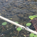 Eight-spotted Skimmer