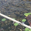 Eight-spotted Skimmer