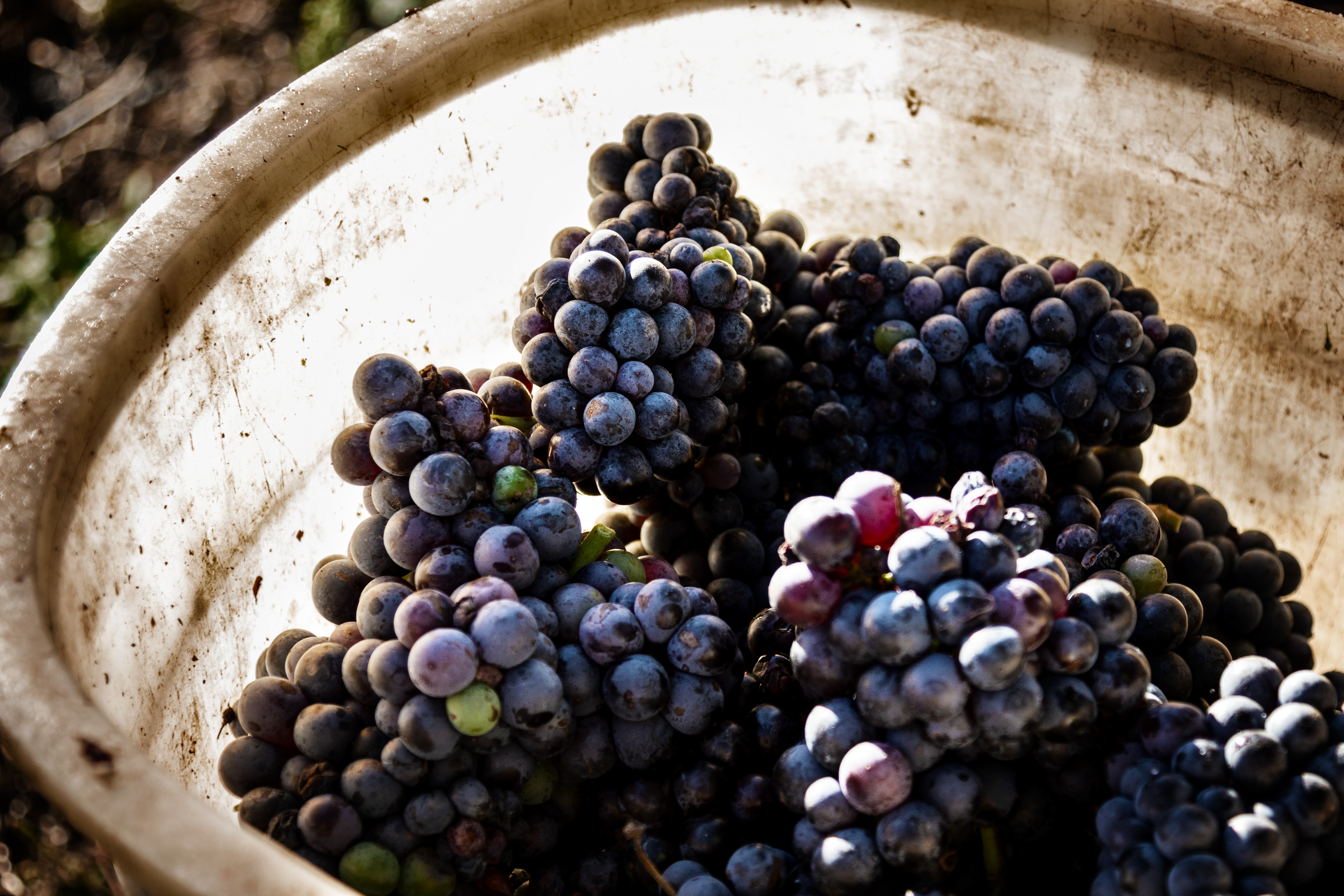 Vendemmia di Sebastiano Pieri