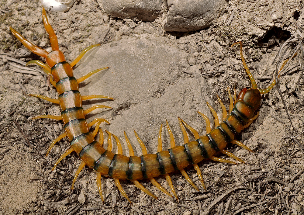 Escolopendra (Megarian banded centipede)