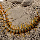 Escolopendra (Megarian banded centipede)