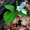 Large White Trillium