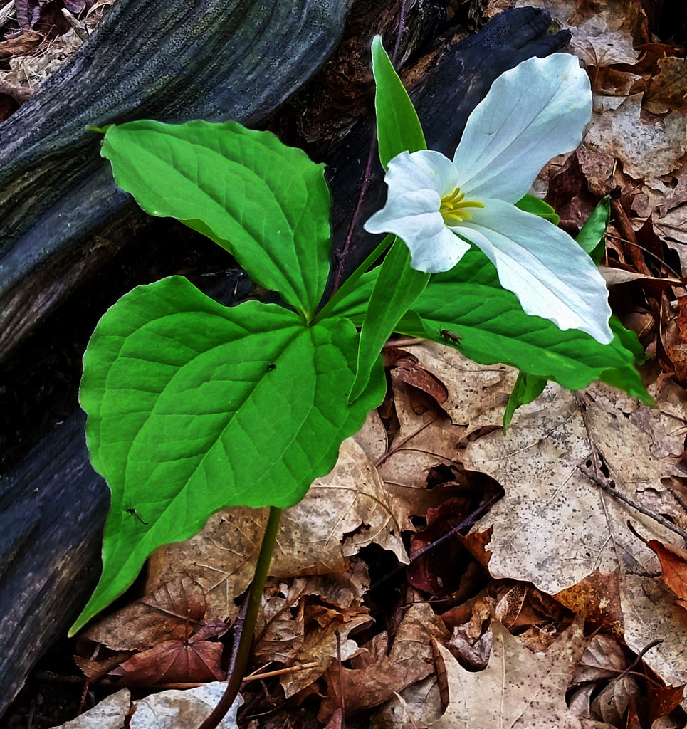 Large White Trillium