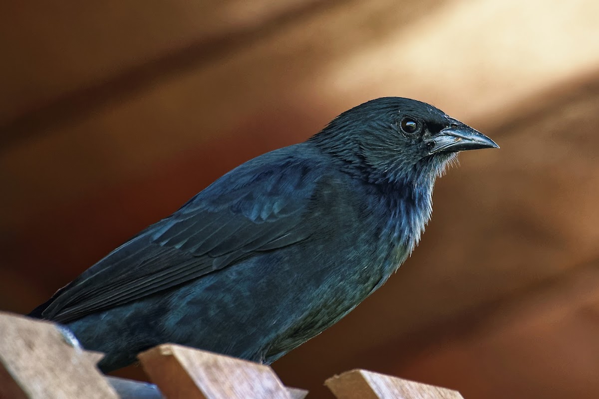 Pássaro-preto ou Graúna (Chopi Blackbird)