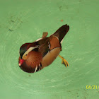 Mandarin Duck