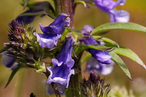 Anarrhinum bellidifolium