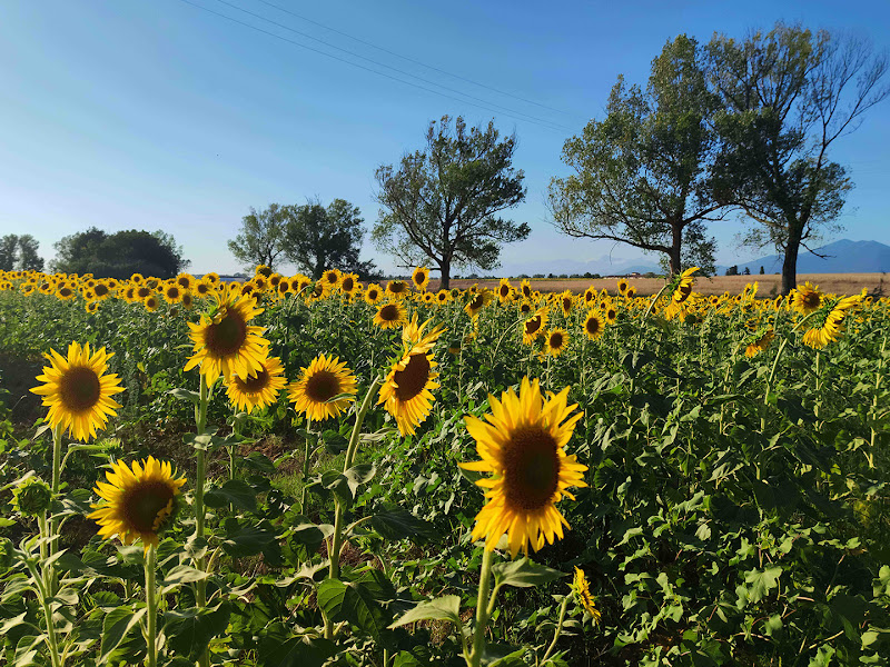 Girasoli di PaoloRd