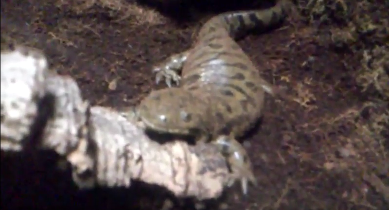 Banded Tiger Salamander