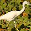 Little Blue Heron