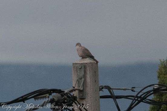 Collared Dove; Tórtola Turca