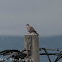 Collared Dove; Tórtola Turca