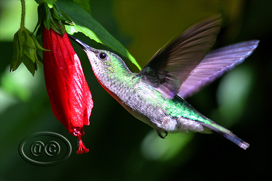 Beija-flor-de-fronte-violeta (Violet-capped Woodnymph) - Female