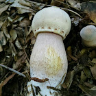 Leucoagaricus americanus (from young to old)