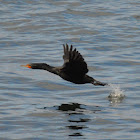 Double crested cormorant