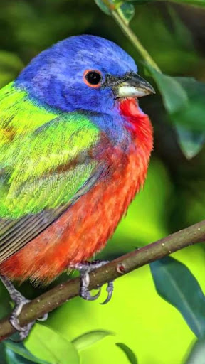 Painted Bunting Wallpapers HD