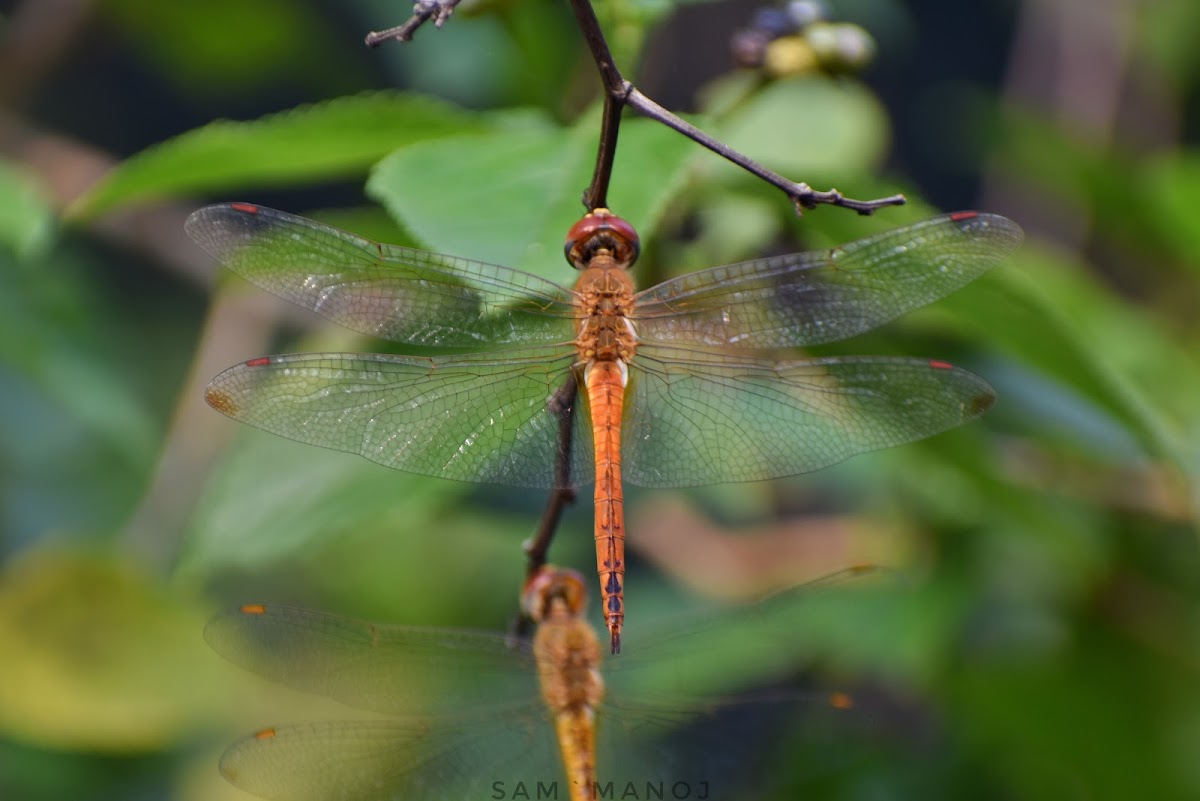 Wandering Glider