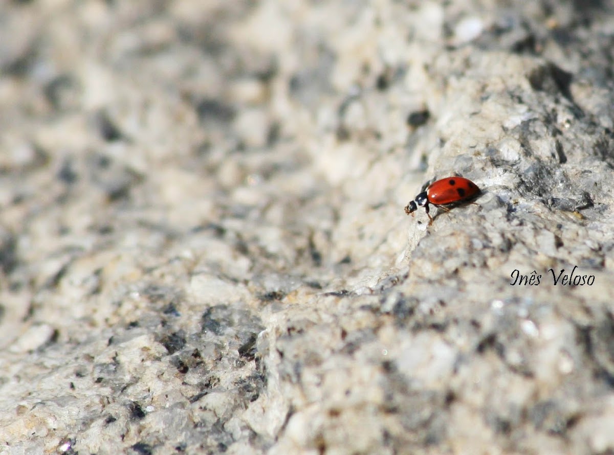 Adonis Ladybug