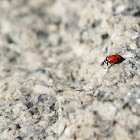 Adonis Ladybug