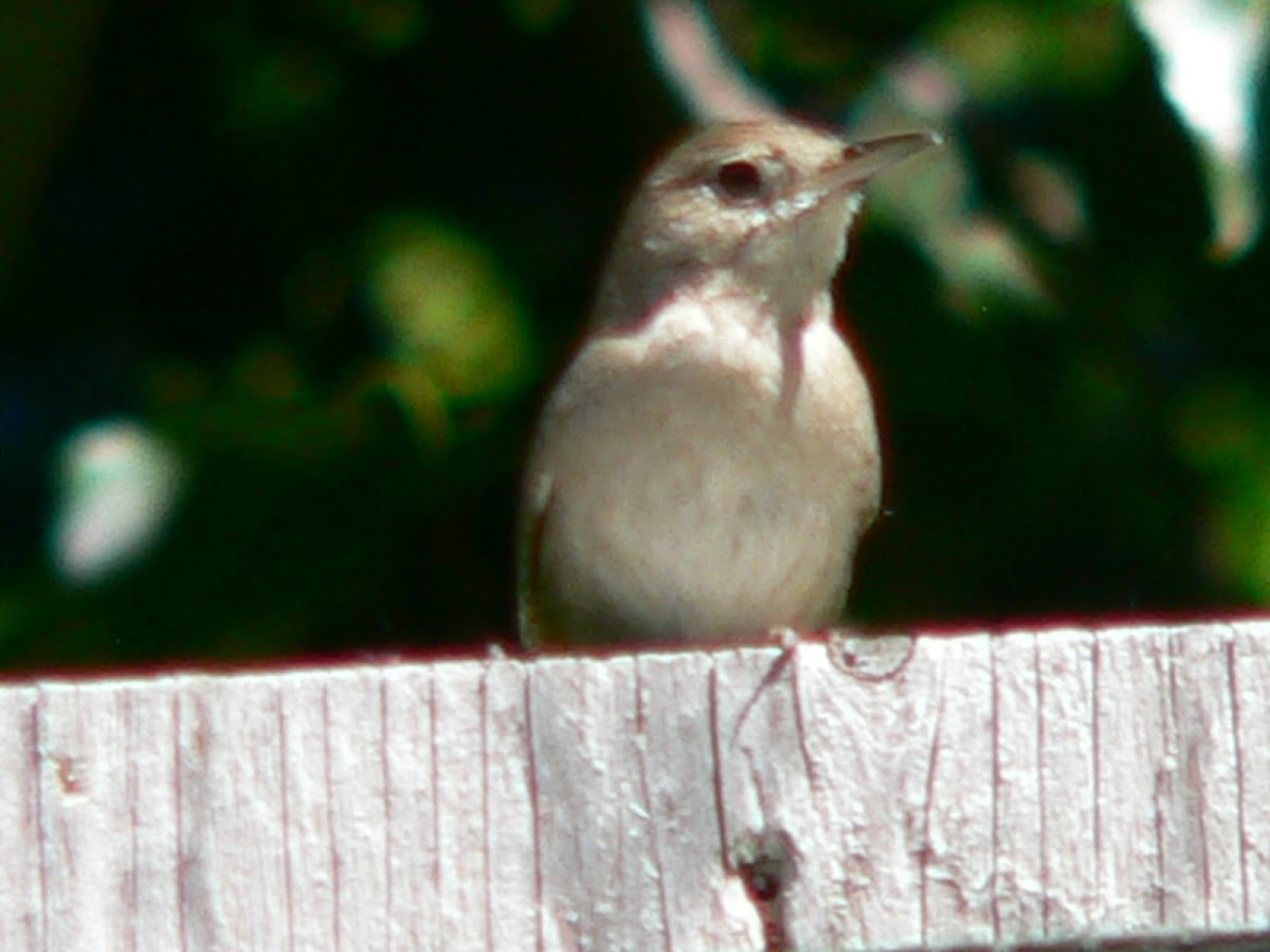 House Wren