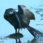 Anhinga