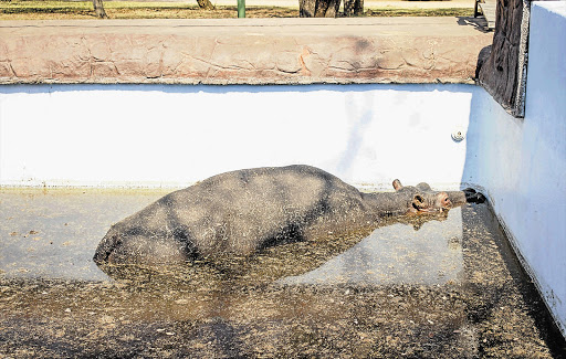 A young hippo bull, Solly, trapped in a swimming pool on a game farm near Modimolle, in Limpopo.