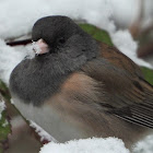 Oregon dark-eyed junco