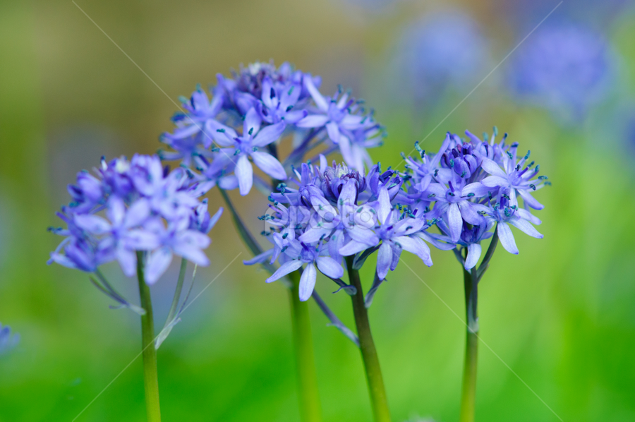 HYACINTHOIDES ITALICA by Kitty Bern - Flowers Flowers 2011-2013 ( country, delicate, beauty, woodland, hyacinthoides, flora, april, spring, horticulture, beautiful, bloom, uk, english, wood, non-scripta, nobody, group, floral, england, flowers, natural, in, woods, bulb, tree, bell, light, background, plant, fragile, endymion, forest, pollen, summer, common, art, blossom, green, may, nature, bluebell, leaf, flower, blooming, beech, blue, purple, garden, travel, stem )