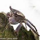 Tree-climbing Crab