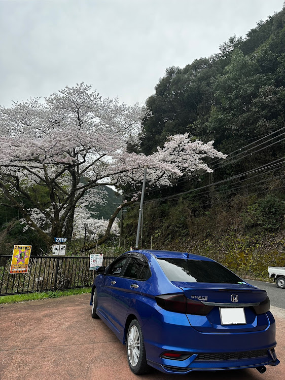 グレイスのブリリアントスポーティブルーメタリック・グレイス・スマホ撮影・サクラと愛車・桜とコラボに関するカスタム事例の投稿画像5枚目