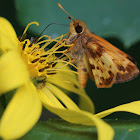 Zabulon Skipper