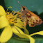 Zabulon Skipper